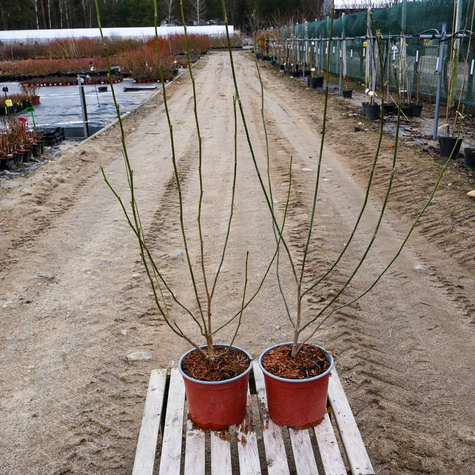 Magnolia purpurowa Nigra (C2)