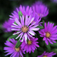 Aster krzaczasty Marjorie fioletowy