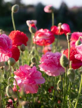 Mak letni peoniowy kompozycja kolorów 0,5g