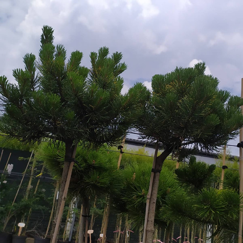 Sosna kosodrzewina Carsten Pa 80