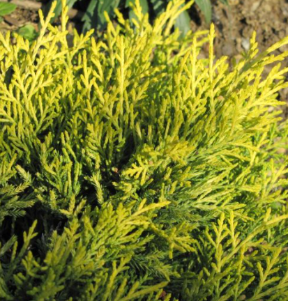 Jałowiec pośredni Golden Joy (C2)