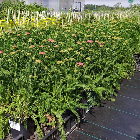 Krwawnik ogrodowy Milly Rock Red Impr.