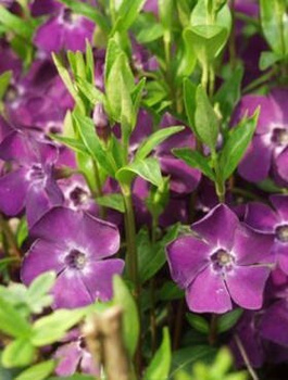Barwinek pospolity Atropurpurea (C2)