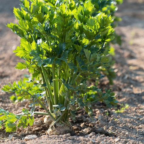 Seler korzeniowy Albin średnio wczesny