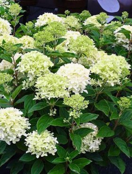 Hortensja bukietowa White Light (P9)