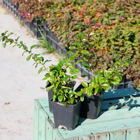 Pigwowiec japoński Sargentii (P9)