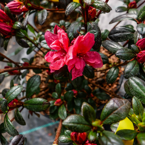 Azalia japońska Maruschka czerwona (C2)