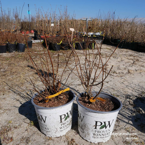 Zadrzewnia czarna Kodiak Black (C2)