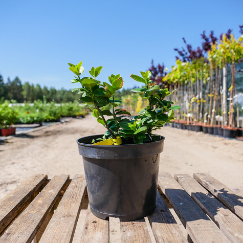 Trzmielina Fortune'a Hort's Blaze (C2)