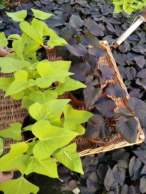 Wilec Impomea purpurowa Pnącze Wilec ziemniaczany Słodki ziemniak Ipomea