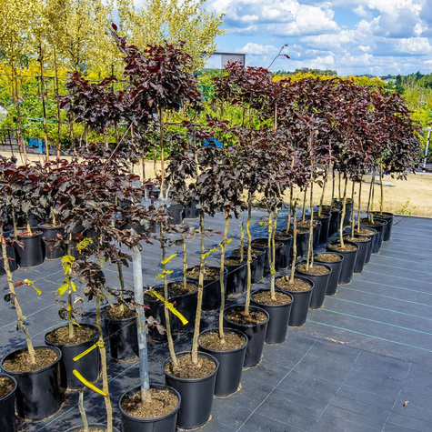 Buk pospolity zwyczajny Rohan Weeping (C2)