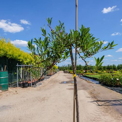 Wiśnia piaskowa płożąca szczepiona