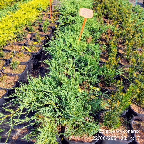 Jałowiec wirginijski Grey Owl (C2)