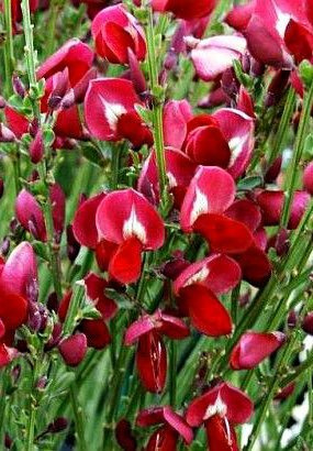 Szczodrzeniec Żarnowiec miotlasty Boskoop Ruby (C2)