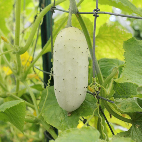 Ogórek gruntowy White Wonnder 2g