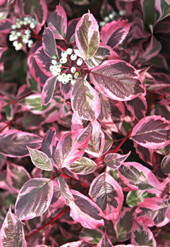 Dereń biały Sibirica Variegata (C2)