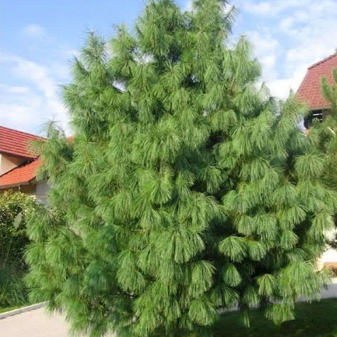 Sosna himalajska 