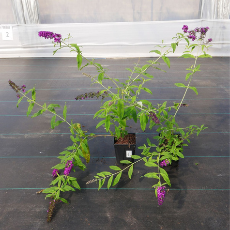 Budleja Dawida Santana