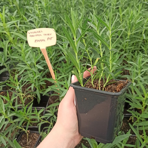 Gipsówka Łyszczec wiechowaty Bristol Fairy (C2)