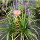 Liriope szafirkowata Variegata (C2)