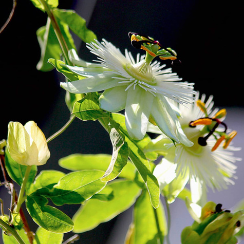 Męczennica modra Constance Elliott (P9)