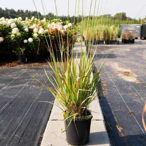 Trzęślica trzcinowata Sky Racer (C2)