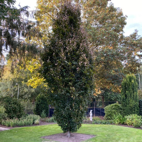 Buk kolumnowy Dawyck Purple