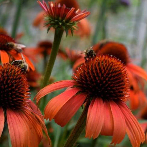 Jeżówka Hot Lava Nowość dla kolekcjonerów