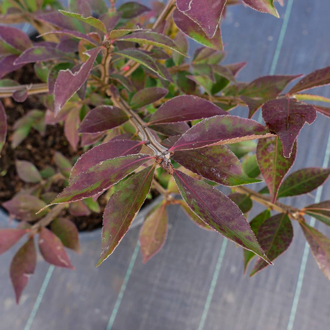 Trzmielina oskrzydlona (C20)