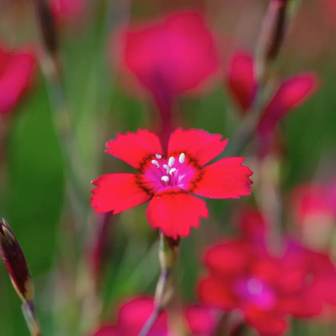 Goździk kropkowany Leuchtfunk (C2)