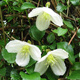 Powojnik cirrhosa Clematis Jingle Bells