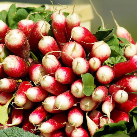 rzodkiewka paluszkowa Opolanka uprawa w gruncie i pod osłony 5g