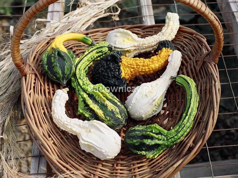 Dynia ozdobna Tykwa Indy 1g