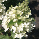 Hortensja bukietowa 'White Lady' (C2)