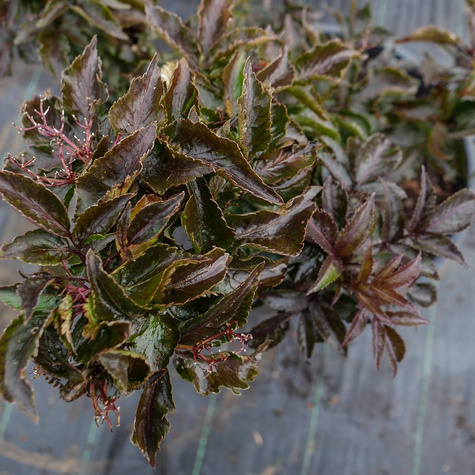 Bez czarny Black Tower Kolumnowy Zdobniczy Na przetwory