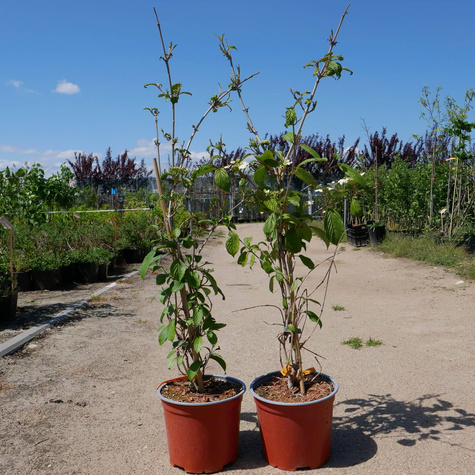 Kalina japońska Kilimandjaro (C2)