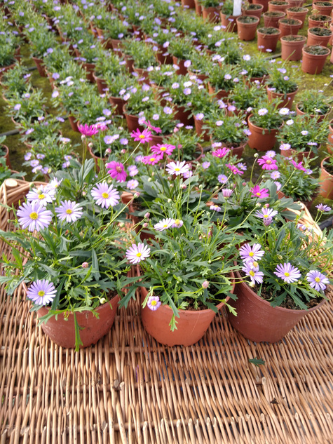 Czubatka ubiorkolistna Zestaw 3 szt. różowej i 3 szt. niebieskiej