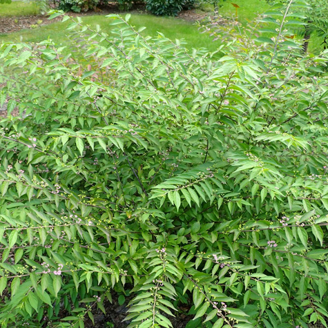 Pięknotka rozwidlona Issai (C2)