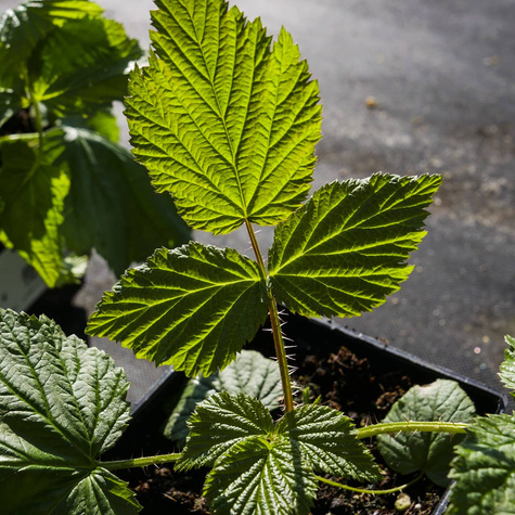 Malina powtarzająca owocowanie Polka (C2)