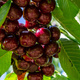 Czereśnia Hedelfińska Plant Pack