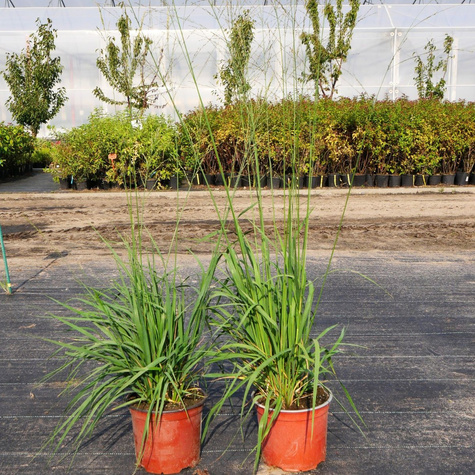 Trzęślica trzcinowata Karl Förster (C2)