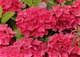 Hortensja ogrodowa Red Beauty 
