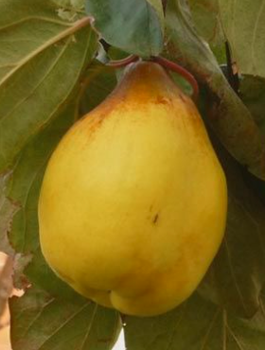 Pigwa gruszkowa Ursynowska wielkoowocowa Plant Pack