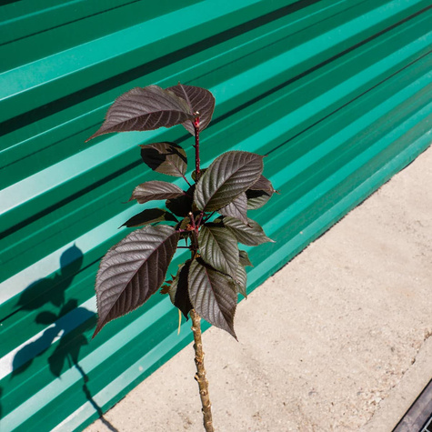 Wiśnia Piłkowana Royal Burgundy na pniu (C5)