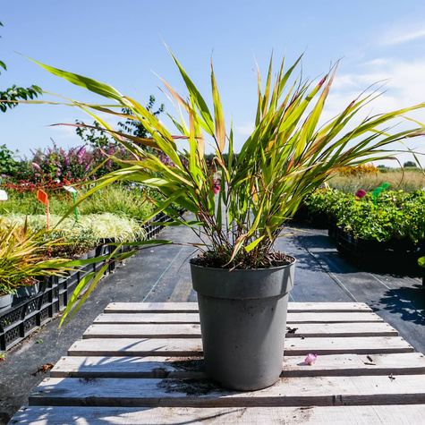 Hakonechloa smukła Beni Kaze (C2)