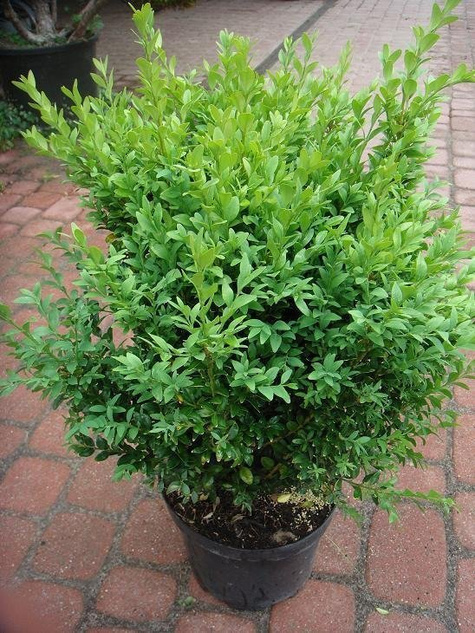 Bukszpan wieczniezielony Latifolia Maculata