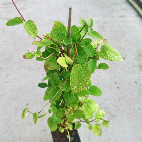 Wiciokrzew japoński Aureoreticulata