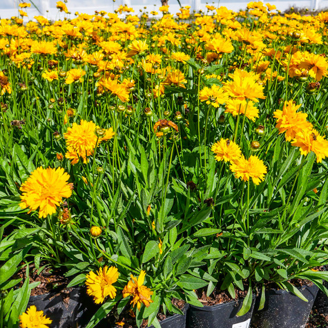 Nachyłek wielkokwiatowy Early Sunrise (C2)