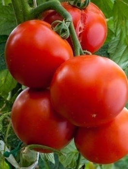 Pomidor szklarniowy Baron Mieszaniec F1 0,1g