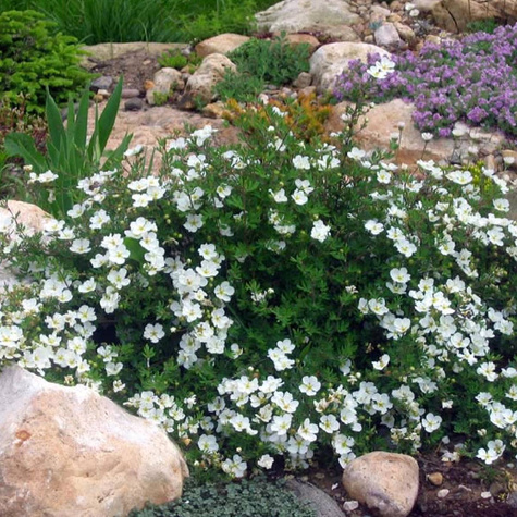 Pięciornik krzewiasty Snow Bird